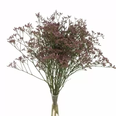 LIMONIUM SAFORA ROSY PINK 60cm/35g 