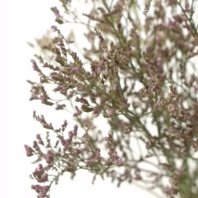 LIMONIUM SILVER PINK