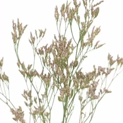 LIMONIUM SILVER PINK