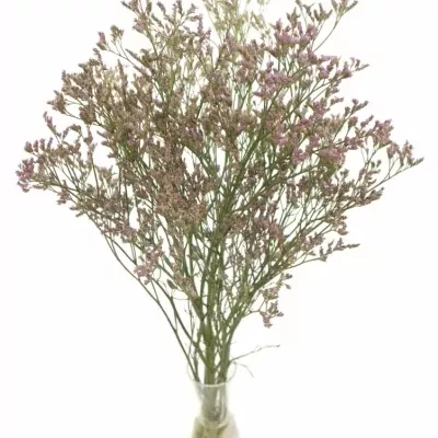 LIMONIUM SILVER PINK