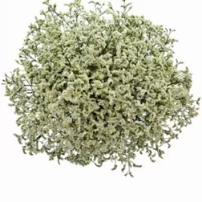 Limonium SINENSE BLANCA DIAMOND