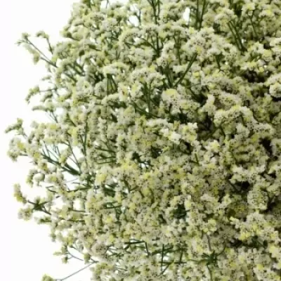 Limonium SINENSE BLANCA DIAMOND