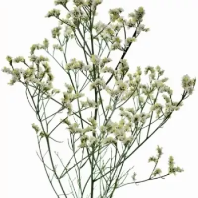 Limonium SINENSE BLANCA DIAMOND