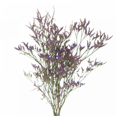 LIMONIUM SINENSIS ARIZONA BLUE