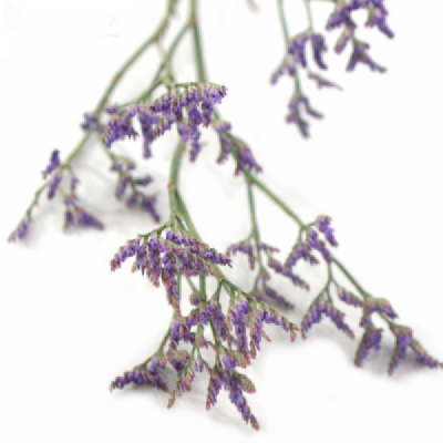 LIMONIUM SINENSIS ARIZONA BLUE