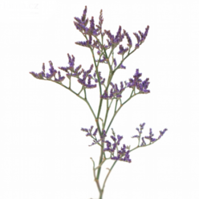 LIMONIUM SINENSIS ARIZONA BLUE