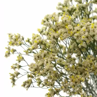 LIMONIUM SINENSIS BLANCA DIAMOND