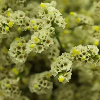 LIMONIUM SINENSIS BLANCA DIAMOND