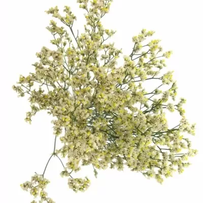 LIMONIUM SINENSIS BLANCA DIAMOND