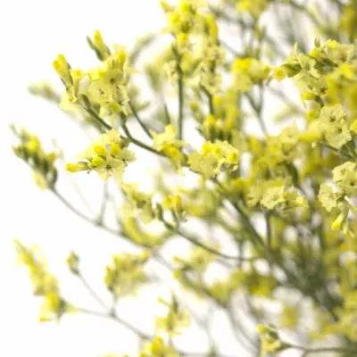 LIMONIUM SINENSIS CHINA SUMMER