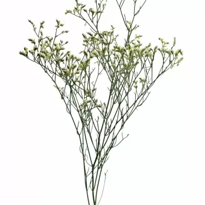 LIMONIUM SINENSIS CHINA WHITE 50cm/30g