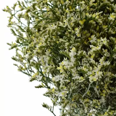 LIMONIUM SINENSIS CHINA WHITE 50cm/30g