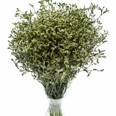 LIMONIUM SINENSIS CHINA WHITE 50cm/30g