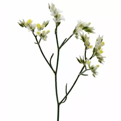 LIMONIUM SINENSIS CHINA WHITE 50cm/30g