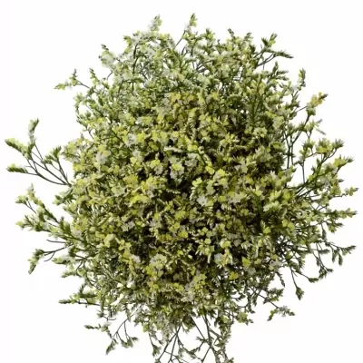 LIMONIUM SINENSIS CHINA WHITE 50cm/30g