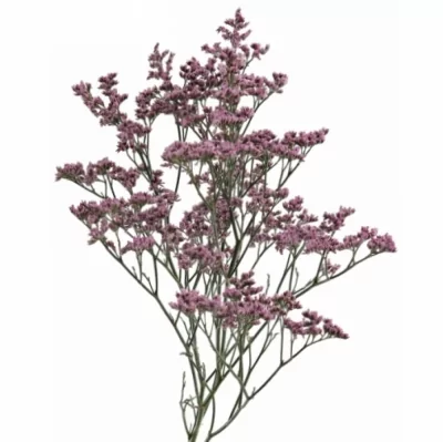 LIMONIUM SINENSIS LILY DIAMOND