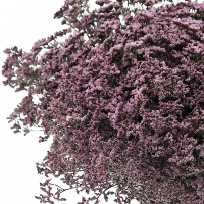 LIMONIUM SINENSIS LILY DIAMOND