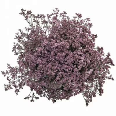 LIMONIUM SINENSIS LILY DIAMOND