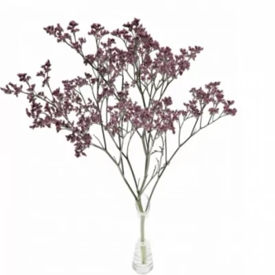 LIMONIUM SINENSIS LILY DIAMOND