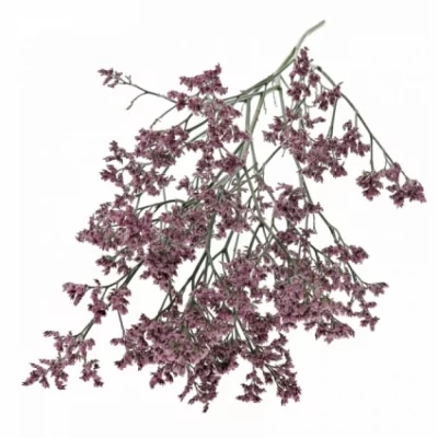 LIMONIUM SINENSIS LILY DIAMOND