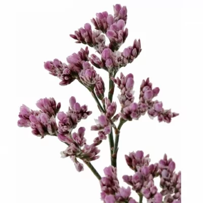 LIMONIUM SINENSIS LILY DIAMOND