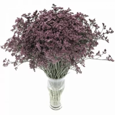 LIMONIUM SINENSIS LILY DIAMOND