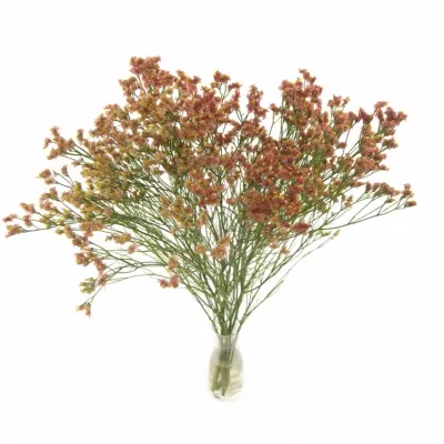 LIMONIUM SINENSIS MAX DIAMOND 60cm/32g