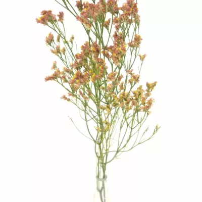 LIMONIUM SINENSIS MAX DIAMOND 60cm/32g