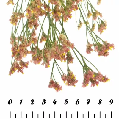 LIMONIUM SINENSIS MAX DIAMOND 60cm/32g