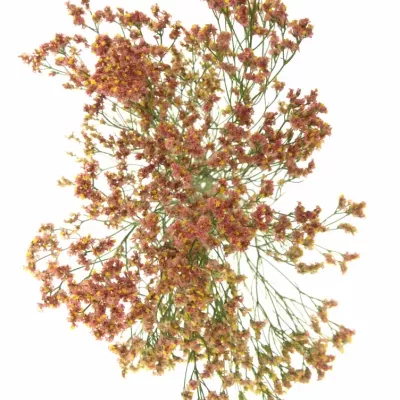 LIMONIUM SINENSIS MAX DIAMOND 60cm/32g