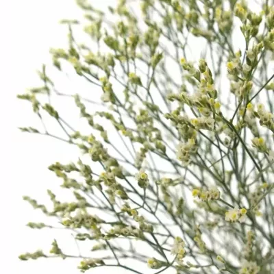 LIMONIUM SINENSIS PINA COLADA