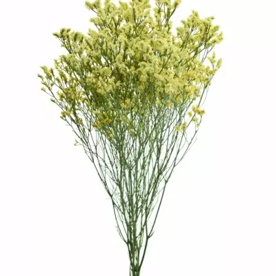 LIMONIUM SINENSIS PINEAPPLE DIMOND 65cm/30g