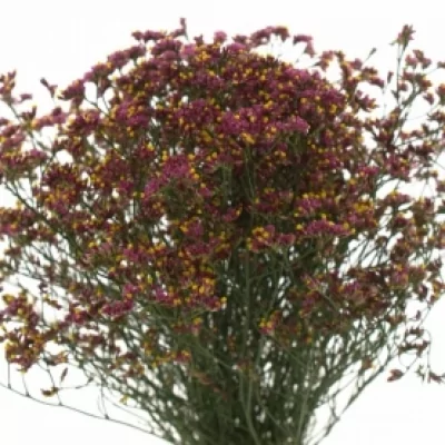 LIMONIUM SINENSIS SCARLET DIAMOND