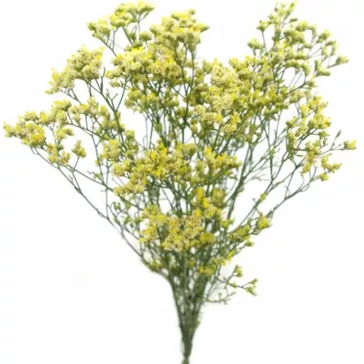 LIMONIUM SINENSIS SENSY LIMONCELLO