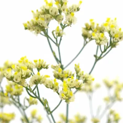 LIMONIUM SINENSIS SENSY LIMONCELLO