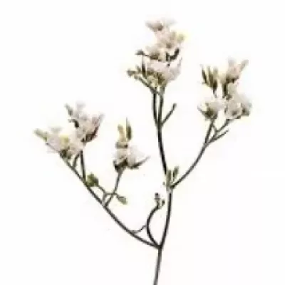 Limonium SINENSIS SENSY WHITE