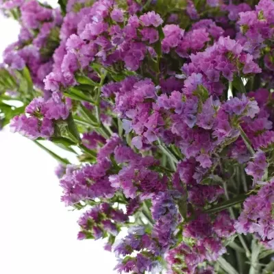 Limonium SINUATUM  SINUET ETERNAL PINK 25g