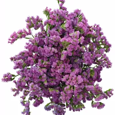 Limonium SINUATUM  SINUET ETERNAL PINK 25g