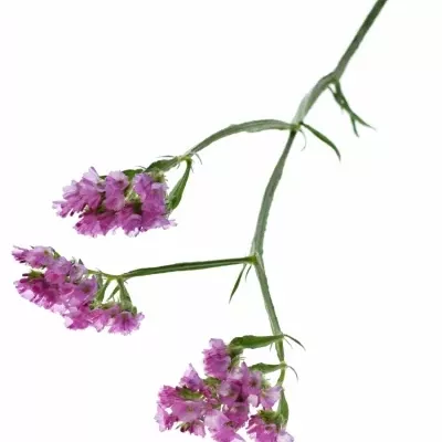 Limonium SINUATUM  SINUET ETERNAL PINK 25g