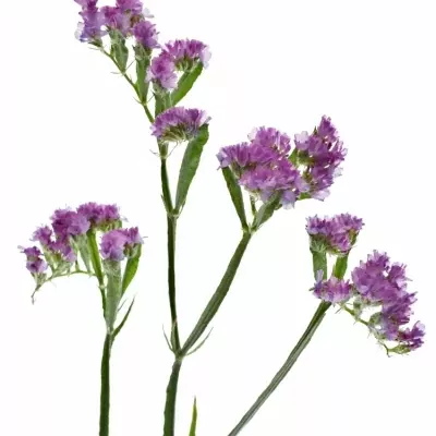 Limonium SINUATUM  SINUET ETERNAL PINK 25g