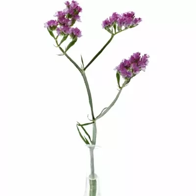 Limonium SINUATUM  SINUET ETERNAL PINK 25g