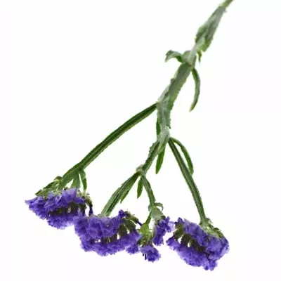 LIMONIUM SINUATUM ACQUA SUN BIRDS