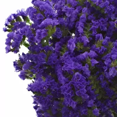 LIMONIUM SINUATUM ACQUA SUN BIRDS