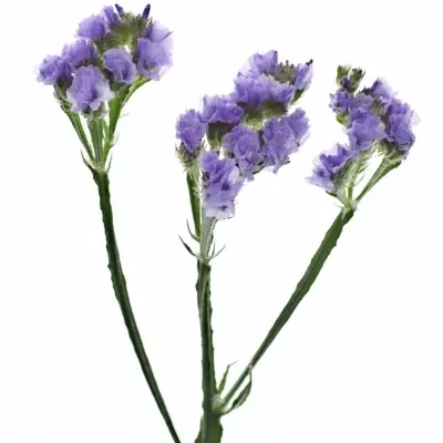 LIMONIUM SINUATUM ARA LAVENDER