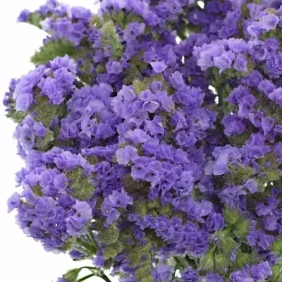 LIMONIUM SINUATUM ARA LAVENDER