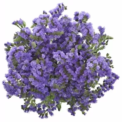 LIMONIUM SINUATUM ARA LAVENDER