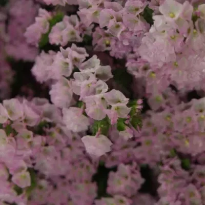 LIMONIUM SINUATUM BLOSSOM SUN BIRDS