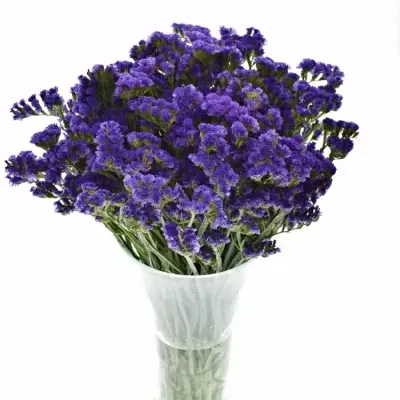 LIMONIUM SINUATUM BLUE IMPULSE 60cm/30g