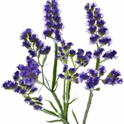 LIMONIUM SINUATUM BLUE IMPULSE 60cm/30g