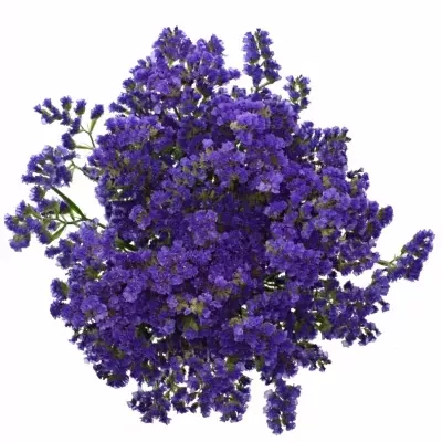 LIMONIUM SINUATUM BLUE IMPULSE 60cm/30g